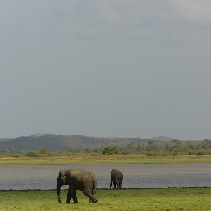 elephants