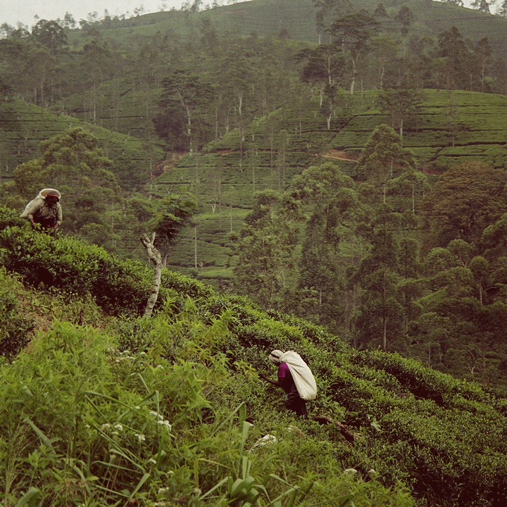 tea-pickers_vintage