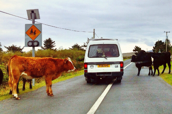 blog-van-or-cow