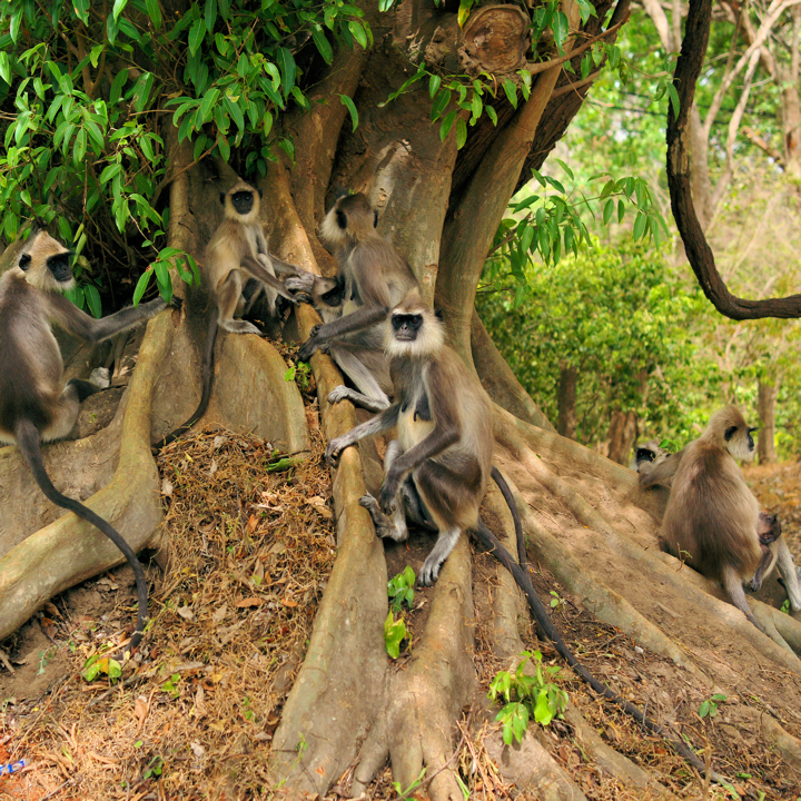 temple-monkeys